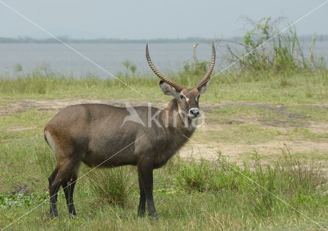 Defassa Waterbuck (Kobus defassa)