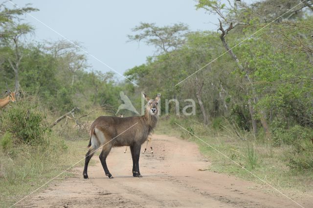 Defassa Waterbuck (Kobus defassa)