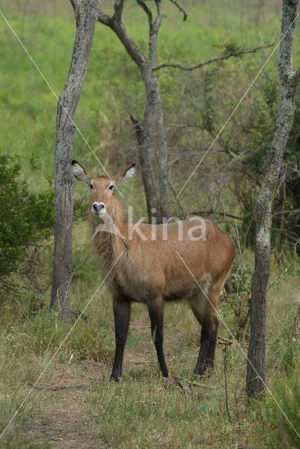 Defassa waterbok (Kobus defassa)