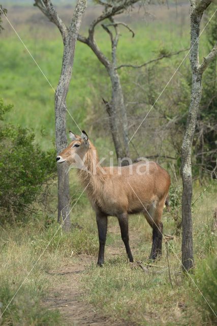 Defassa waterbok (Kobus defassa)