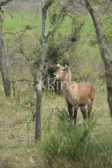 Defassa Waterbuck (Kobus defassa)