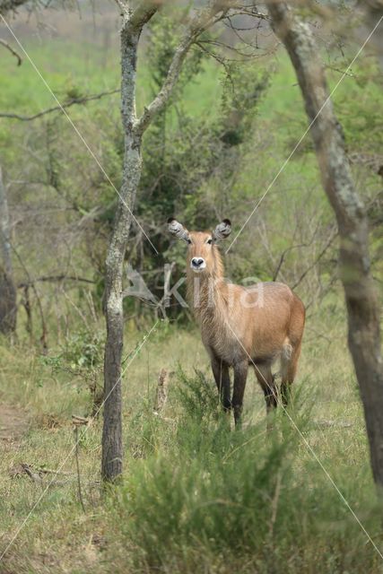 Defassa Waterbuck (Kobus defassa)