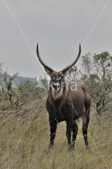 Defassa Waterbuck (Kobus defassa)