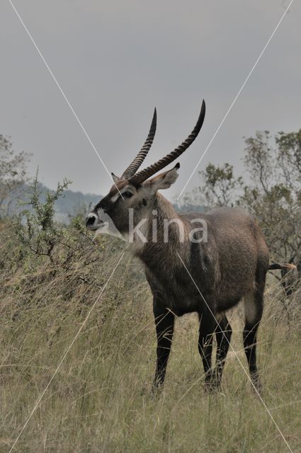 Defassa waterbok (Kobus defassa)