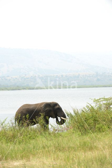 African elephant (Loxodonta africana)