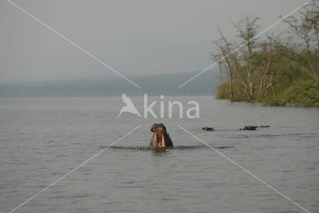 Nijlpaard (Hippopotamus amphibius)