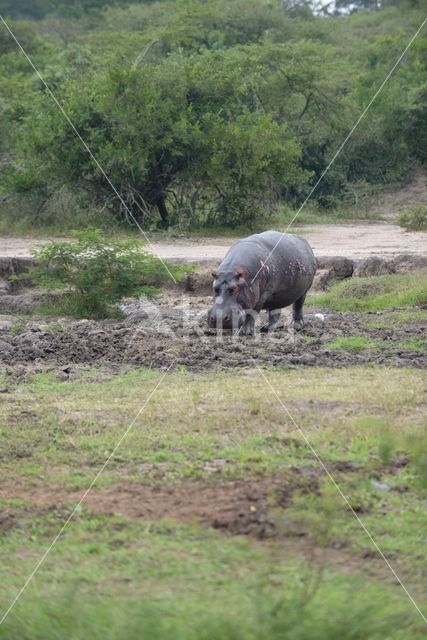 Hippopotamus (Hippopotamus amphibius)