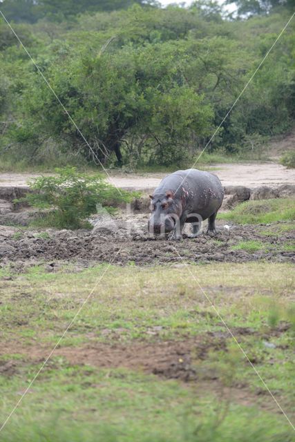 Nijlpaard (Hippopotamus amphibius)