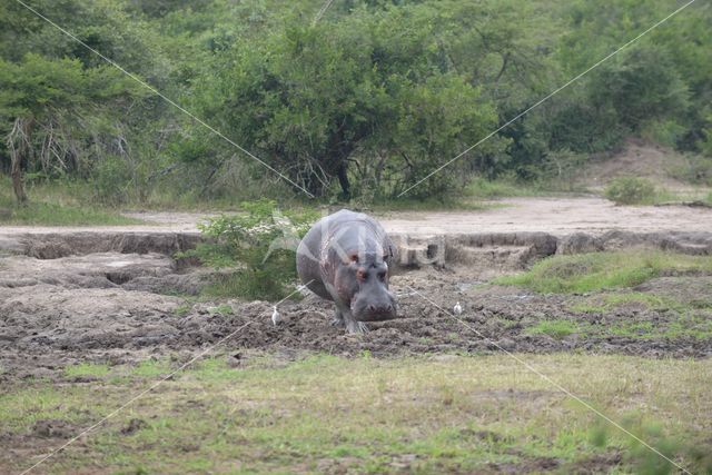 Hippopotamus (Hippopotamus amphibius)
