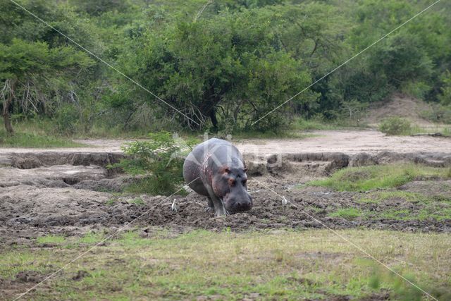 Hippopotamus (Hippopotamus amphibius)