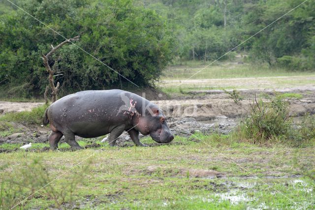 Nijlpaard (Hippopotamus amphibius)