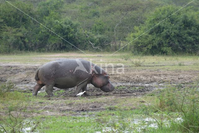 Hippopotamus (Hippopotamus amphibius)