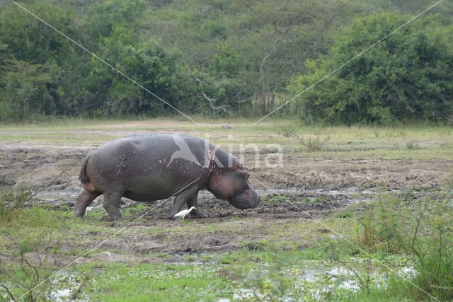 Nijlpaard (Hippopotamus amphibius)