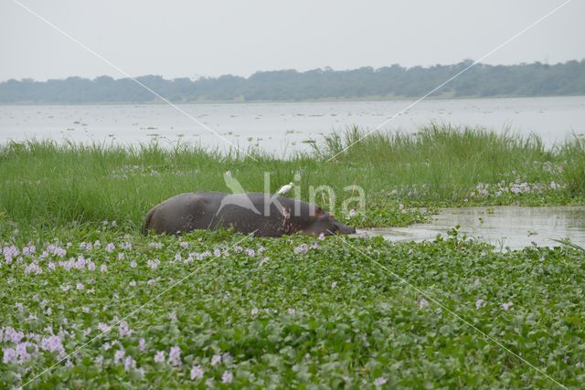 Nijlpaard (Hippopotamus amphibius)