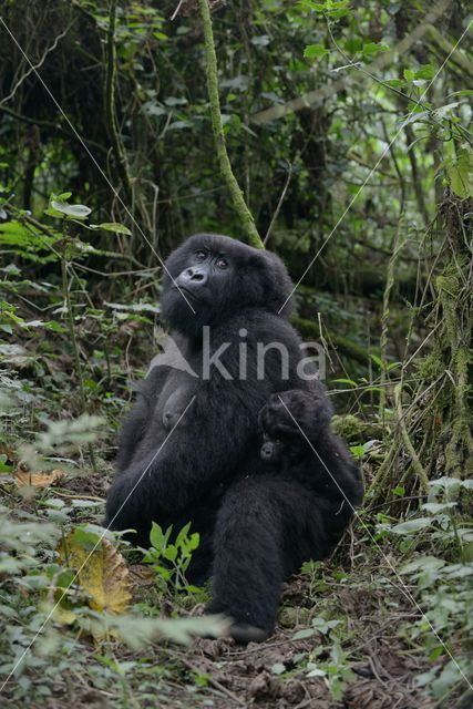 Mountain gorilla (Gorilla beringei beringei)