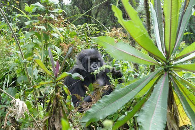 Mountain gorilla (Gorilla beringei beringei)