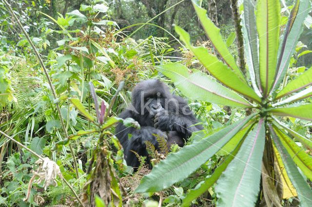 Berggorilla (Gorilla beringei beringei)