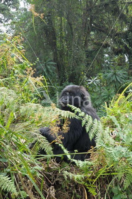 Mountain gorilla (Gorilla beringei beringei)