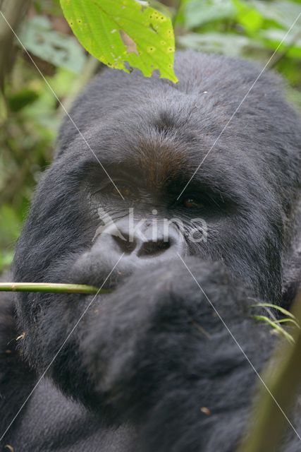 Berggorilla (Gorilla beringei beringei)