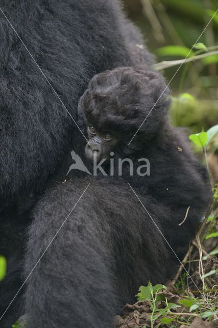 Berggorilla (Gorilla beringei beringei)