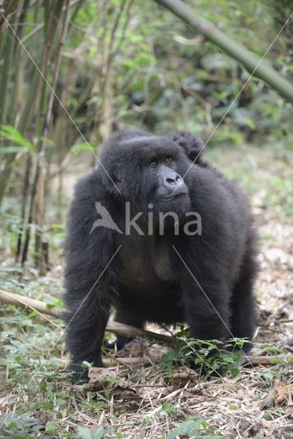 Mountain gorilla (Gorilla beringei beringei)