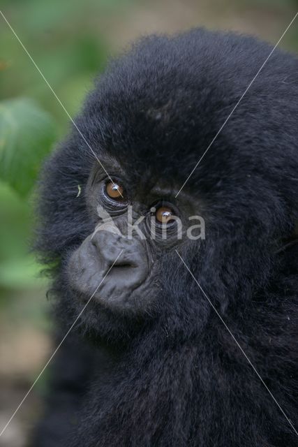 Berggorilla (Gorilla beringei beringei)