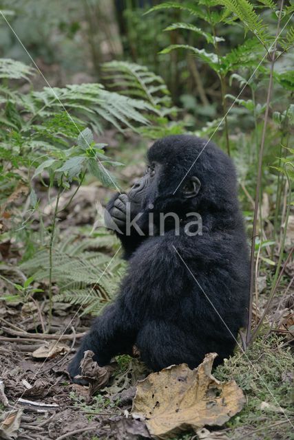 Berggorilla (Gorilla beringei beringei)