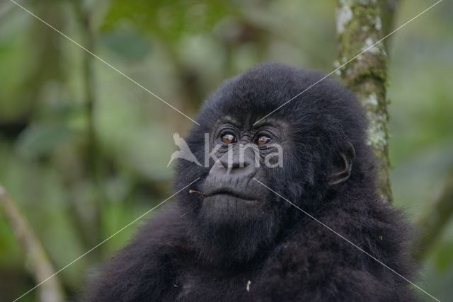 Berggorilla (Gorilla beringei beringei)