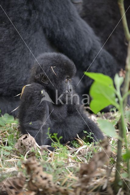 Mountain gorilla (Gorilla beringei beringei)