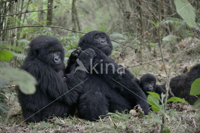 Mountain gorilla (Gorilla beringei beringei)