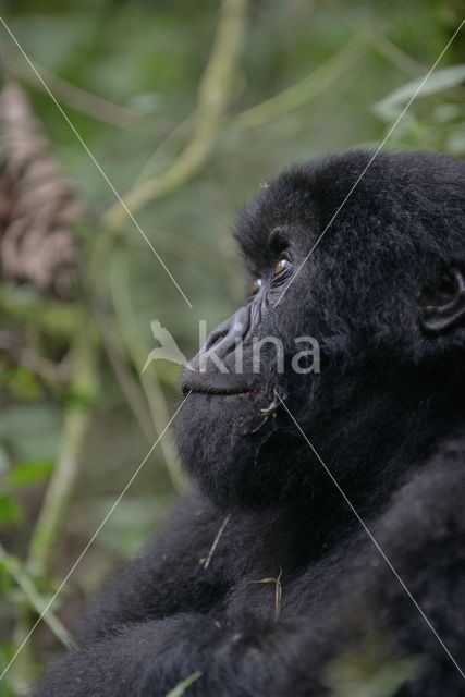 Berggorilla (Gorilla beringei beringei)