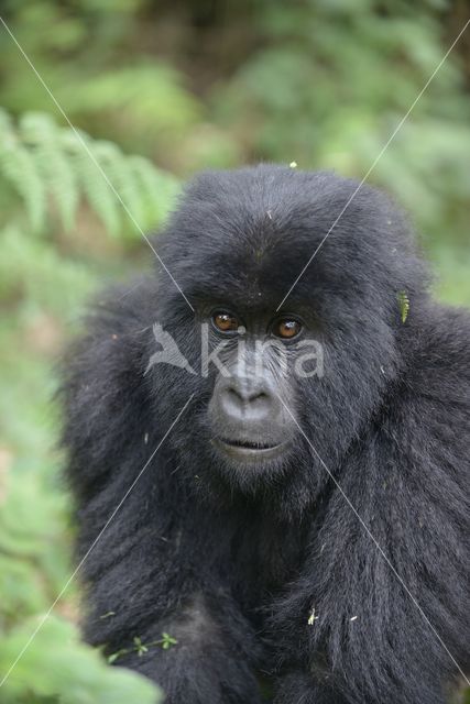 Mountain gorilla (Gorilla beringei beringei)