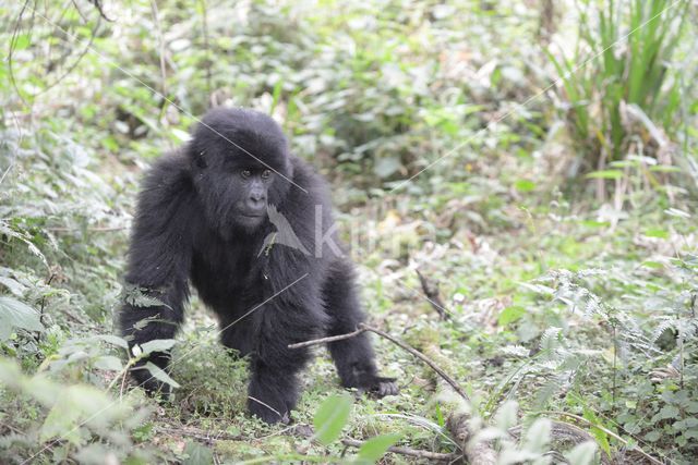 Mountain gorilla (Gorilla beringei beringei)