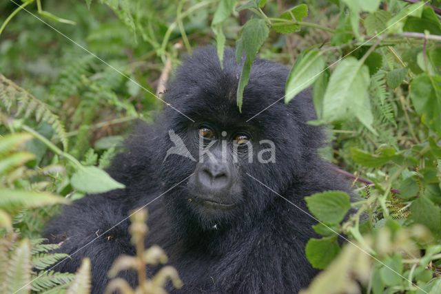 Mountain gorilla (Gorilla beringei beringei)