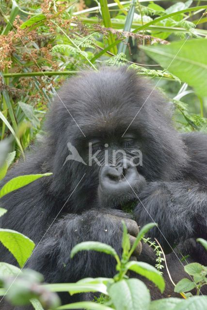 Mountain gorilla (Gorilla beringei beringei)