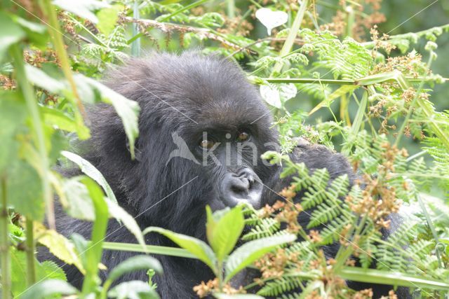 Berggorilla (Gorilla beringei beringei)