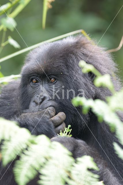 Mountain gorilla (Gorilla beringei beringei)