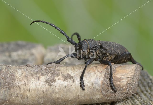 Weaver Beetle (Lamia textor)