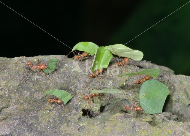 Leaf-cutter ant (Atta sexdens)