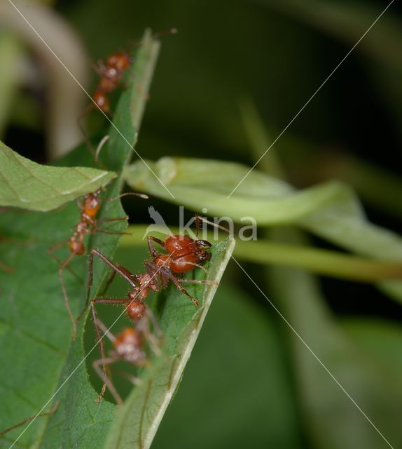 Leaf-cutter ant (Atta sexdens)