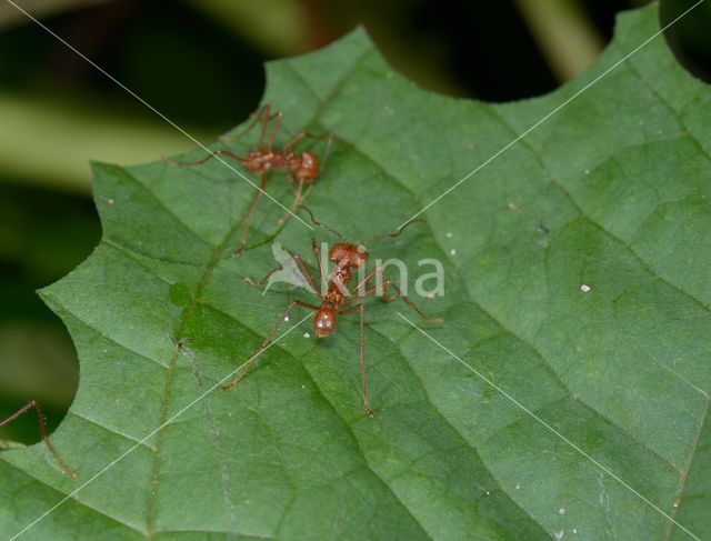 Leaf-cutter ant (Atta sexdens)