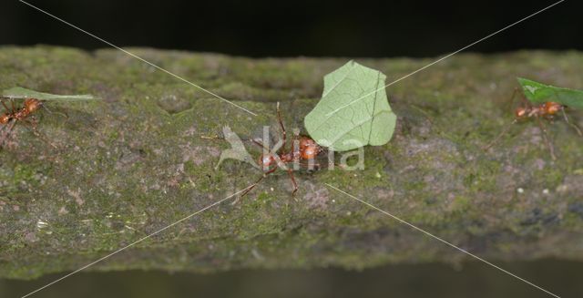 Leaf-cutter ant (Atta sexdens)