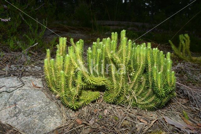 Fir Clubmoss (Huperzia selago)