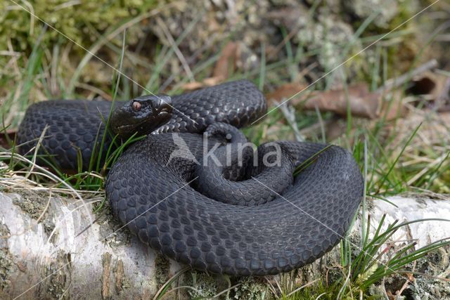 Adder (Vipera berus)