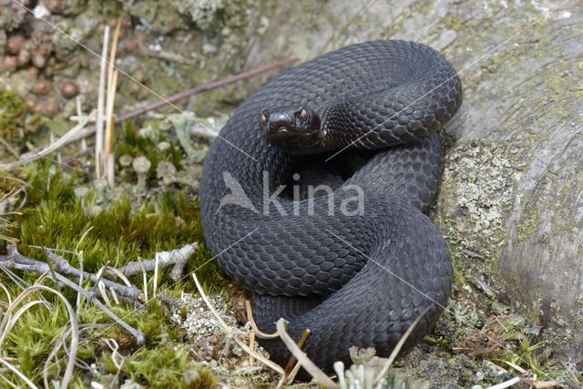 Adder (Vipera berus)