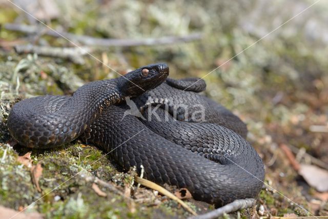 Common Viper (Vipera berus)