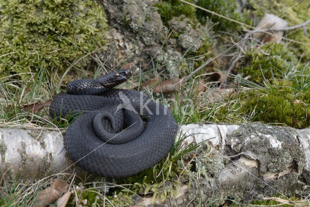 Adder (Vipera berus)