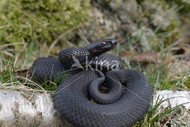 Adder (Vipera berus)