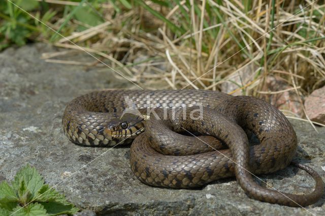 grass snake (Natrix natrix helvetica)