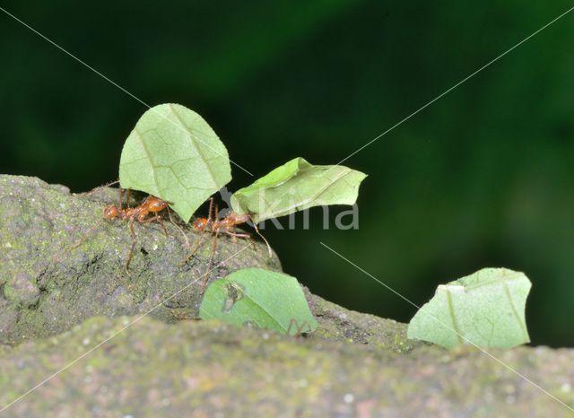 Leaf-cutter ant (Atta sexdens)